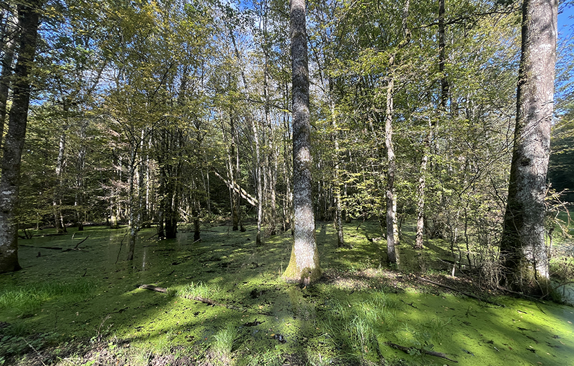 Bassin versant du Brévant ©Fonds Nature 2050