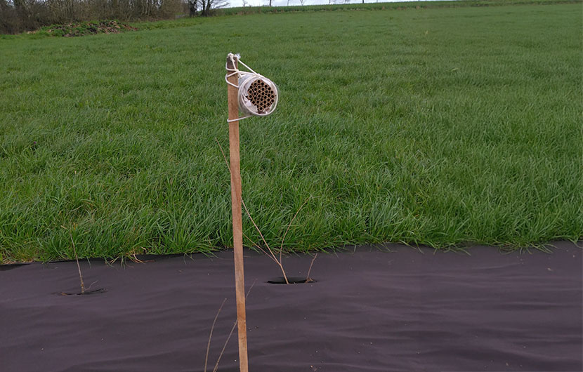 Dispositif de suivi des abeilles sauvages© Pré-Bocage Intercom