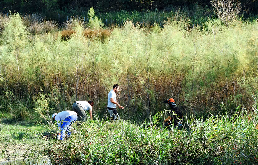 Ouverture des milieux_Marais du Vigueirat_2024 © Jean-Luc Moya (3)