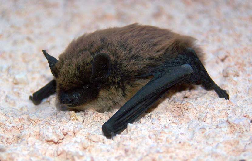 Pipistrelle de Khul © U.Köller