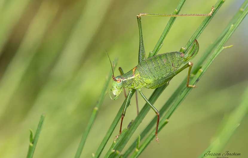 Sauterelle ponctuee © Jessica Joachim