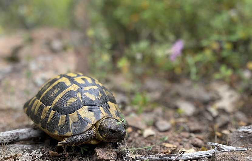 Tortue Hermann_male_adulte © R_Garbe_CDCB