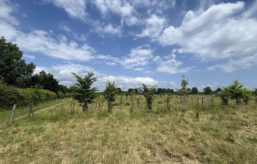 Plantations intraparcellaires_GAEC de l'île d'Arz © CDC Biodiversité