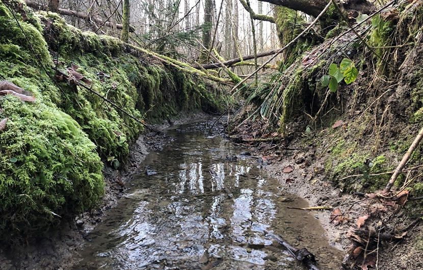 Ruisseau de l'Abbayotte - vue transversale © Jack Varlet