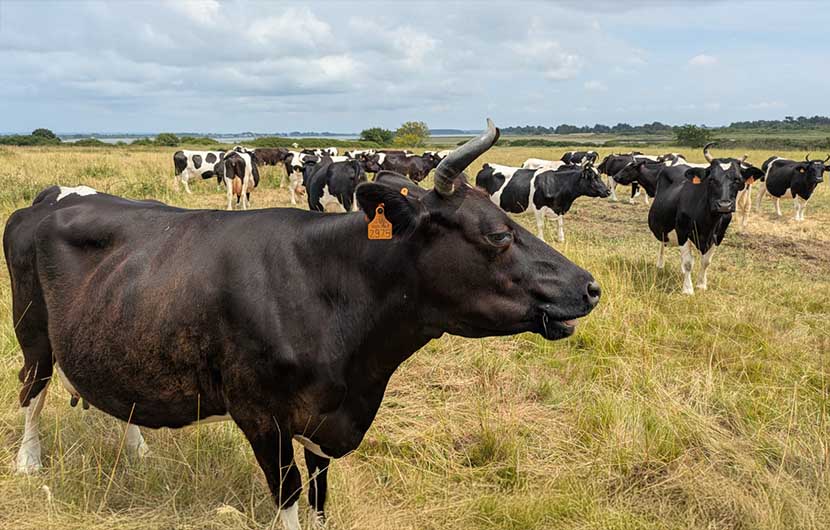 Troupeau de vaches laitières bretonnes Pie Noir_GAEC de l'île d'Arz © CDC Biodiversité