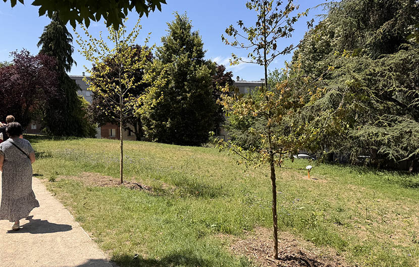 Plantation d'arbres de haut jet - Arcueil © Aloïs CLINTON, Nature 2050