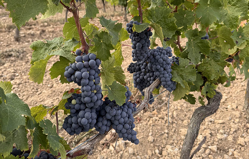 Cabernet franc, Domaine de Fosse Sèche © CDC Biodiversité (paysage)