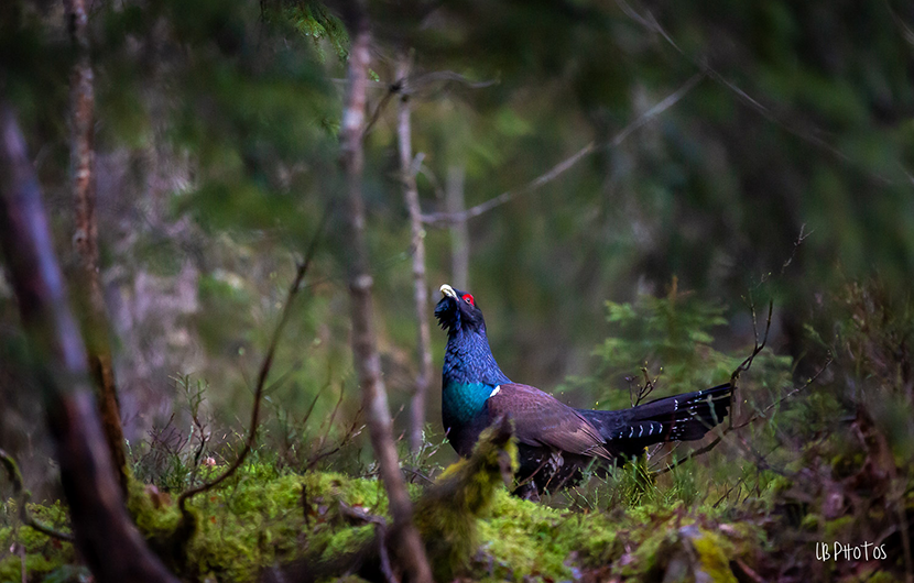 Grand tétras © Laurent Battault Grand tétras © Laurent Battault