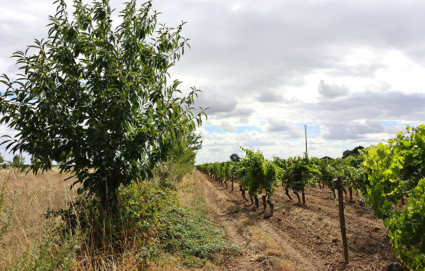Plantations agroforestières et vignes, Domaine de Fosse Sèche © CDC Biodiversité