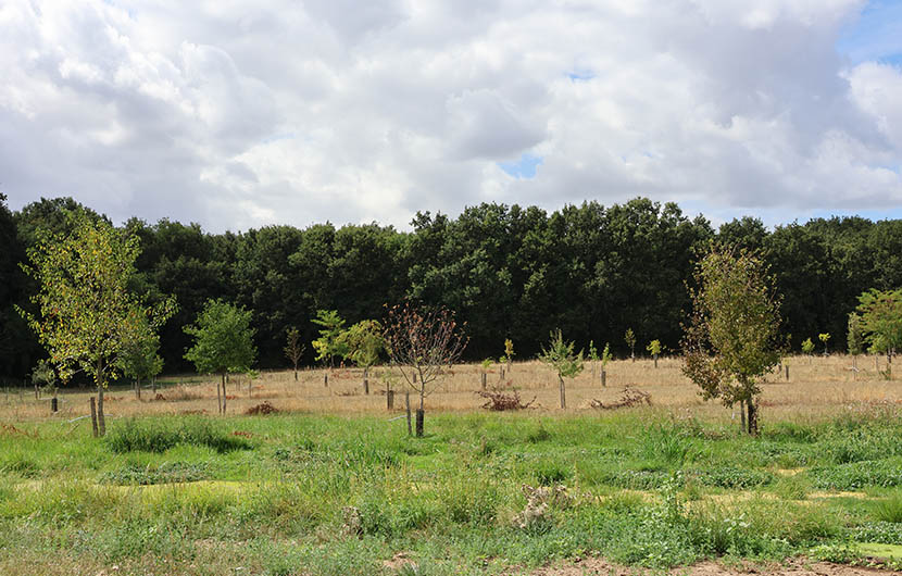Plantations intraparcellaires réalisées en 2018 © CDC Biodiversité