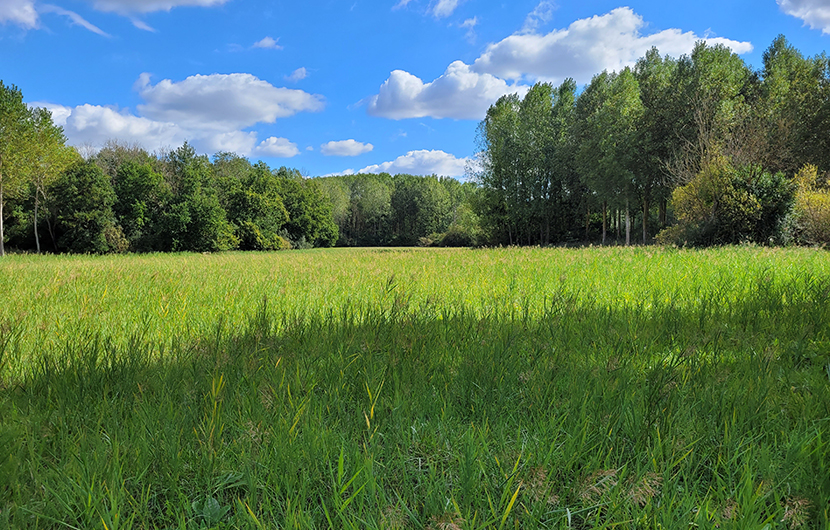 Prairies de l_Ouanne_2 © CEN CVL