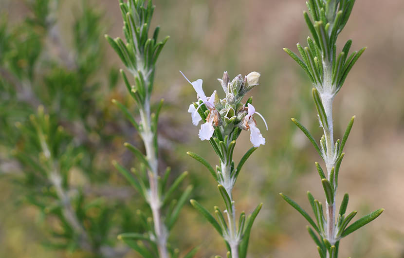 Romarin en fleurs, Domaine de Fosse Sèche © CDC Biodiversité