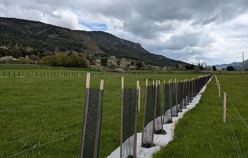 Bocage provençal, haies plantées, avril 2025 © Fonds Nature 2050