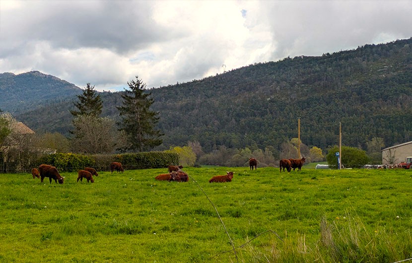 Bocage provençal, salers © Fonds Nature 2050