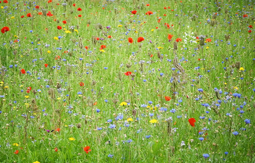 Prairie fleurs sauvages en floraison ©Werner Redlich