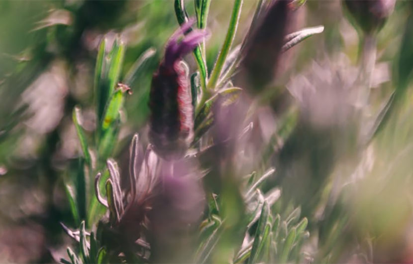 INTÉGRATION DE LA BIODIVERSITÉ PAR LES ACTEURS PRIVÉS ENTRE REPORTING ET APPROCHE VOLONTAIRE