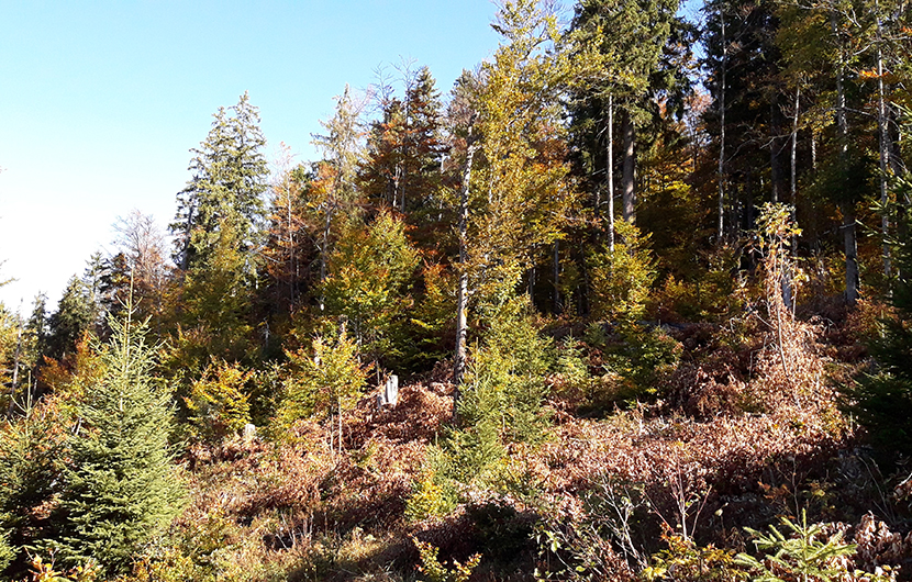 Forêt jurassienne © Groupe Tétras Jura
