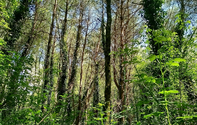 Zone humide du Lavaud-Bousquet_Bois des Orpailleurs © SMBI