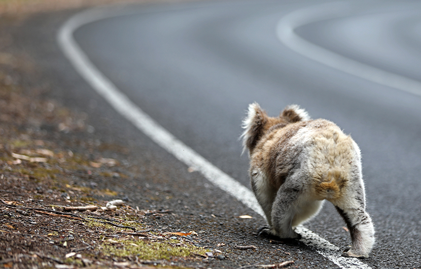 A field of daisies blooming in a sunny field