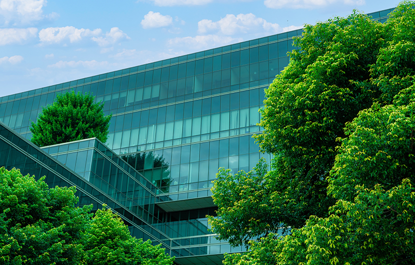 A field of daisies blooming in a sunny field