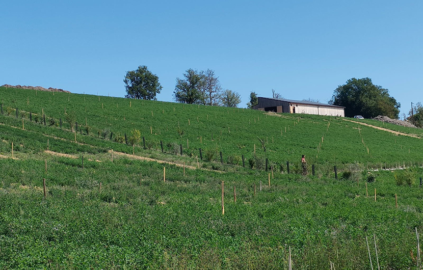 Les coteaux du Cassas © Guillaume Martin