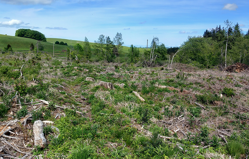Boisement coupé dans la parcelle de Montcineyre (commune de Compains) © CEN Auvergne