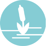 Zones humides Biodiversité Urbaine